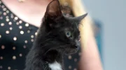 Schwer vermittelbar: Zumindest Findelkätzchen Achilles findet ein neues Zuhause.