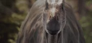 Ein Iguanadon, der in die Kamera schaut.