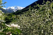 Apfelblüte im Vinschgau