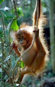 Ein junger Orang-Utan in der Auffangstation im Bukit Tiga Puluh, dem Nationalpark Indonesiens.