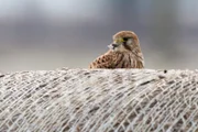Turmfalken mit Jungvögel im Nest.