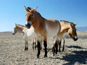 Ausgewilderte Przewalski-Pferde im Altyn-Emel-Nationalpark in Kasachstan
