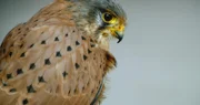 Turmfalken Männchen.