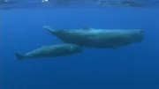 Evi Tsougiopoulou hat ihr Leben den Pottwalen des Mittelmeers gewidmet. Eine Sisyphos-Arbeit, denn nur noch rund 200 Pottwale leben heute noch im östlichen Mittelmeer.