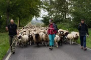 Managerseminar mit Schafen: Im Westerwald lernen Führungskräfte Teamarbeit.