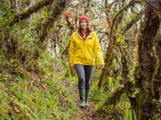Der Nebelwald holt sich das Wasser zu einem großen Teil aus der Luft. Der Nebel kondensiert an den Blättern und Zweigen. Pflanzen wie Bromelien, Orchideen oder Moose können diese Feuchtigkeit direkt über ihre Oberfläche aufnehmen. Das restliche Wasser fließt entlang der Pflanze nach unten und wird schließlich in den Boden geleitet.