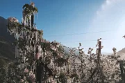 Frostberegnung während der Apfelblüte.