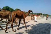Madhuram muss mit seiner Herde oft Umwege in Kauf nehmen.