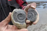 Botschaften aus der Vergangenheit – versteinerte Meerestiere am Strand von Staithes