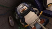 Skipper