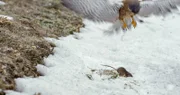 Turmfalke auf der Jagd nach einer Maus.