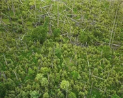 Der Film zeigt, wie es im einstigen Wirtschaftswald zur „Katastrophe“ kam und wie daraus heute der „Urwald von morgen“ heranwächst, wie perfekt hier Werden, Wachsen und Vergehen ineinandergreifen und warum der Borkenkäfer nicht zum Totengräber, sondern zum Geburtshelfer wurde. Der Film zeigt, wie es im einstigen Wirtschaftswald zur „Katastrophe“ kam und wie daraus heute der „Urwald von morgen“ heranwächst, wie perfekt hier Werden, Wachsen und Vergehen ineinandergreifen und warum der Borkenkäfer nicht zum Totengräber, sondern zum Geburtshelfer wurde.