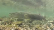 Renaturierungsmaßnahmen haben die Isar auch in der Stadt wieder etwas wilder werden lassen.  Deshalb kann unter der Brudermühlbrücke, einer der verkehrsreichsten Brücken Münchens, jedes Jahr ein besonderes Schauspiel stattfinden, das den Geist des ungebremsten Isarwassers beschwört.  Das Laichspiel der Huchen.