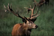 Kapitaler Hirsch. In manchen Jahren kann man das Röhren der Hirsche bis Ende Oktober hören. Die unzähligen, bizarren Baumstümpfe liefern für die Brunft eine einzigartige Kulisse.