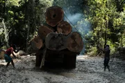 Men working with timber at logging site.
