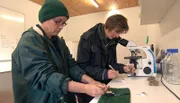 Parasitenkontrolle im Labor.