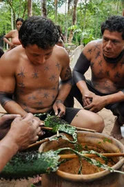 Der Indianerstamm in Nordbrasilien "Sateré-Mawé" nutzt Ameisen als Haupt-Proteinquelle.