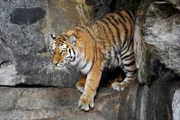 rbb Fernsehen PANDA, GORILLA & CO., TEIL 195, "Geschichten aus dem Zoo Berlin und dem Tierpark Berlin", Große Hoffnung wird in die neue sibirische Tigerin Avrora gesetzt, die seit November 2010 im Tierpark zu Hause ist.