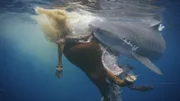Tiger shark rolling as it tears into cow.