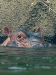Hippo Fiona swimming at Cincinnati Zoo & Botanical Garden.