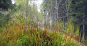 An der Baumgrenze, wo die Natur steil, karg und felsig ist, wird die Forstarbeit beschwerlich und gefährlich.