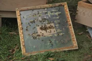 Bienen, University of Bristol Botanic Garden.