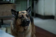 Rex (Diesel vom Burgimwald)