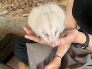 Schleiereulen-Küken verhandeln das offenbar stundenlang untereinander, während die Eltern auf der Jagd sind – und einigen sich friedlich.