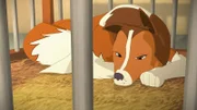 Betrübt harrt Lassie, die unschuldig des Diebstahls verdächtigt wird, im Käfig aus.