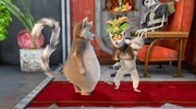 Onkel William der frühere König, ist zurückgekehrt. Um King Julien loszuwerden, erzählt er diesem , dass ein Fossa-Angriff bevorsteht. Er rät King Julien, die Fossa auszuspionieren, um ihre Pläne zu erfahren.