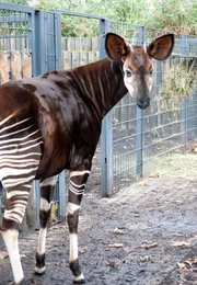 Die Okapis, die seltenen Kurzhalsgiraffen, werden in der Wilhelma seit Jahren erfolgreich gezüchtet.