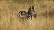 Why are zebras black and white? Zebra’s in South Africa.