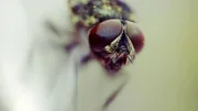 Ant.