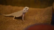 The Hazelaar’s newest bearded dragon in his their side of the enclosure.