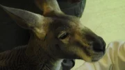 Kangaroo Dave Cryotherapy