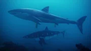 Great white shark swim through the water off the coast of Stewart Island, New Zealand.