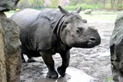 Panzernashorn Betty ist zum fünften Mal schwanger.