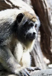 ARD/SWR EISBÄR, AFFE & CO FOLGE 146, "Zoogeschichten aus Stuttgart", am Donnerstag (25.11.10) um 16:10 Uhr im ERSTEN. Brüllaffen: Sie markieren ihr Terrain auf sehr spezielle Weise: Sie singen - immer lauter, immer höher, bis zum great call.