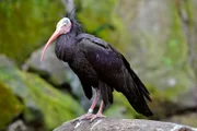 rbb Fernsehen PANDA, GORILLA & CO., TEIL 196, "Geschichten aus dem Zoo Berlin und dem Tierpark Berlin", am Freitag (16.09.11) um 21:00 Uhr. Zu sehen ist auch der Nestbau bei den Waldrappen.
