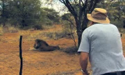 Mit einem Blasrohr betäubt Tierazt Dr. Ritschel den kranken Löwen Sian.