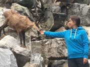 Beim Füttern traut sich eine Gämse ganz nah an Anna ran. In der Wildnis sind die Hornträger dagegen äußerst scheu.