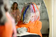 TanzTapir beim Friseur
