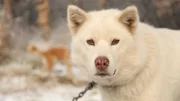 The Selden's white dog.