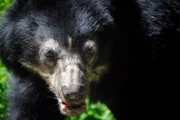 rbb Fernsehen PANDA, GORILLA & CO., TEIL 195, "Geschichten aus dem Zoo Berlin und dem Tierpark Berlin", am Freitag (09.09.11) um 21:00 Uhr. Die südamerikanische Brillenbärin Julia aus dem Tierpark Berlin ist wieder Mutter geworden.