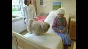 Frau Doktor und ihr vierbeiniger "Assistent" auf Visite.