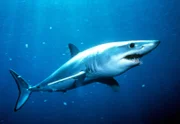 Sein schnittiger Körperbau ermöglicht dem Hai das pfeilschnelle Fortbewegen in seinem Element, dem Wasser.