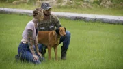 Über 300 Pitbulls - einer zu Unrecht verteufelten Hunderasse