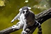 Das Katta-Männchen im Tierpark muß auf der Hut sein. Es hat innerhalb der Familie nichts mehr zu sagen, seit sein Sprössling auf der Welt ist.