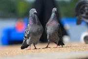 Zwei Tauben im Hyde Park.