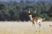 Die offenen Heideflächen der Senne bieten vielen Damwild-Rudeln eine geschützte Heimat.